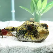 Echter Palembang-Kugelfisch